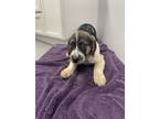 Adopt Heather a Shepherd, Chow Chow