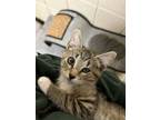 Adopt Tabs a Domestic Short Hair