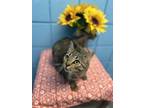 Adopt Goldie a Domestic Short Hair