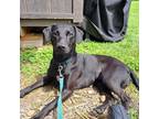 Adopt C15 Aka Regina a Labrador Retriever