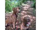 Adopt C13 Aka Lillie a American Staffordshire Terrier