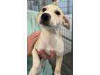 Adopt Nevada a Labrador Retriever