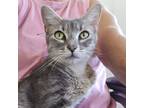 Adopt Alice a Tabby, Domestic Short Hair