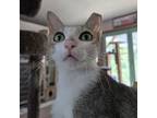 Adopt Kat Moss a Tabby, Domestic Short Hair