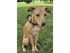 Adopt KAYLEE a Whippet