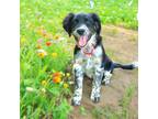 Adopt PUPPY TAVIA a Australian Cattle Dog / Blue Heeler