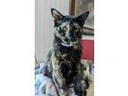 Adopt Bridget a Domestic Short Hair