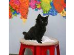 Adopt Lucky Girl a Domestic Medium Hair