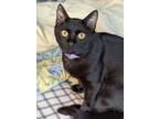 Adopt Luna a Domestic Short Hair