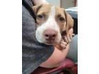 Adopt Lilly Pad a Mixed Breed