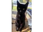 Adopt Emerald (Emmy) a Domestic Short Hair