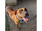 Adopt Olympia a Boxer, Mixed Breed