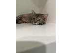 Adopt Mercedes a Tabby
