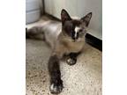 Adopt Maew Ying a Siamese