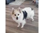 Adopt Nala a Pomeranian