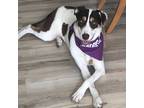 Adopt Bonnie a Pointer, Mixed Breed