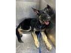 Adopt Veruca a German Shepherd Dog, Mixed Breed