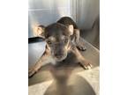 Adopt Puppy 1 a Pit Bull Terrier, Mixed Breed