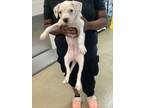 Adopt Hydrangea a Boxer, Mixed Breed