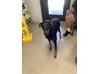 Adopt 56566365 a Doberman Pinscher, Mixed Breed