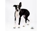 Adopt Ginger a Pointer