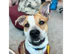 Adopt Winnie a Pit Bull Terrier, Border Collie