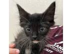 Adopt Ming a Domestic Medium Hair, Domestic Short Hair
