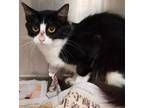 Adopt Penelope Pussycat a Domestic Medium Hair, Domestic Short Hair