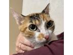 Adopt Battlestar Galactica a Domestic Short Hair