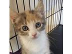 Adopt Starship a Domestic Short Hair