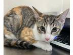 Adopt Olive Oil a Domestic Short Hair