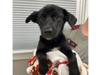 Adopt Wanda a Labrador Retriever, Mixed Breed
