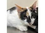 Adopt Raspberry Vinagrette a Domestic Short Hair