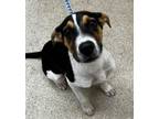 Adopt Tulip a Hound, Mixed Breed