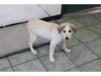 Adopt Yancey a Great Pyrenees, Mixed Breed