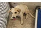 Adopt Daffodil a Great Pyrenees, Mixed Breed
