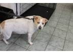 Adopt Stella a Pit Bull Terrier, Labrador Retriever