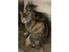 Adopt Baby (unsocial) a Domestic Short Hair