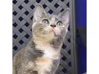 Adopt Valkyrie a Domestic Short Hair