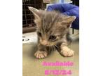 Adopt Cat Condo #19 a Domestic Short Hair