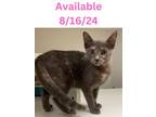 Adopt Cat Condo #17 Peggy Hill a Domestic Short Hair