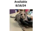 Adopt Cat Condo #3 a Domestic Short Hair