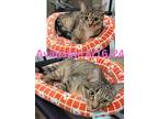 Adopt Cat Condo #3 a Domestic Short Hair