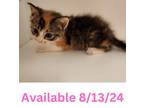 Adopt Cat Condo #19 a Domestic Short Hair