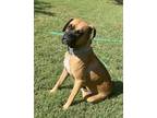 Adopt Oleta a Boxer