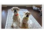 Adopt Nina III a Boxer
