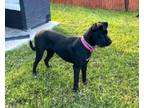 Adopt Quiraing - ABR Return a Boxer