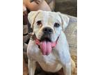 Adopt Retta a Boxer
