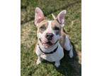 Adopt Harriet Quimby a Pit Bull Terrier