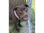 Adopt Britt Barbie a Pit Bull Terrier